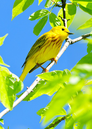 Male Yellow Warbler