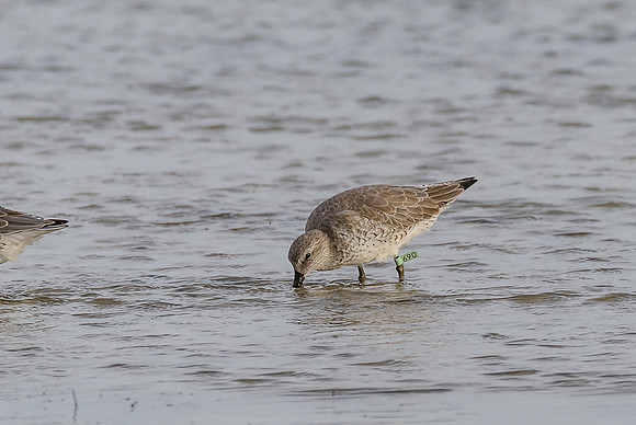 Red Knot