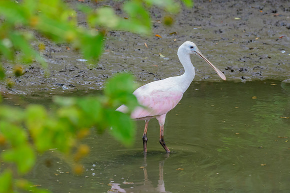 Roseate Spoonbill