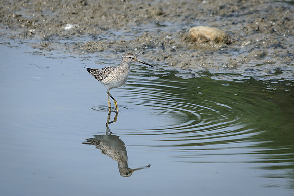 Stilt Sandpiper