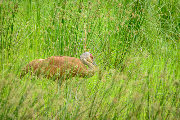 Female Sandhill Crane