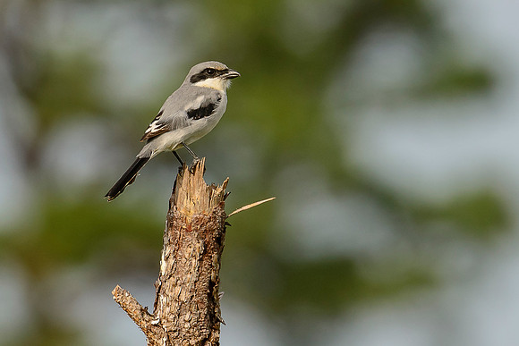 Loggerhead Shrike