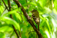 Alder Flycatcher