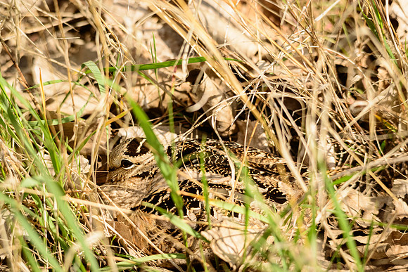 American Woodcock