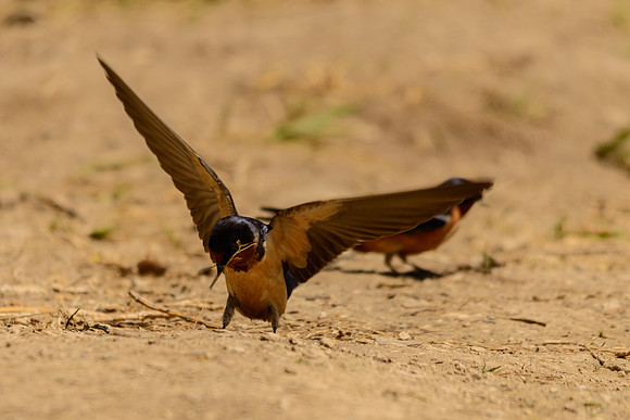 Barn Swallow