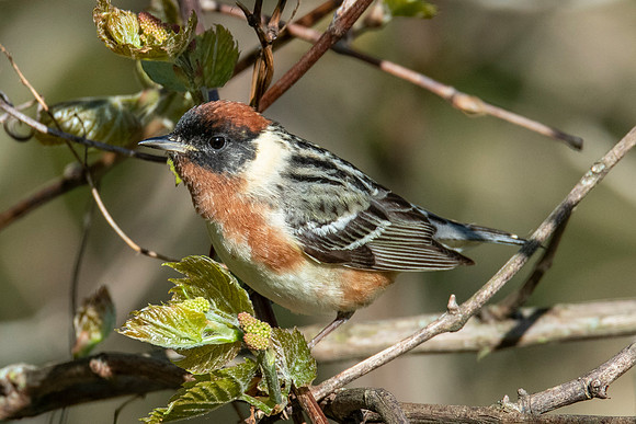 Bay-breasted Warbler