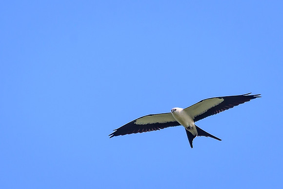 Swallow-tailed Kite