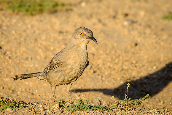 Curve-billed Thrasher