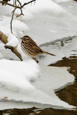 Song Sparrow