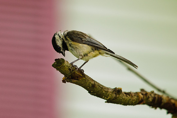 Black-capped Chickadee