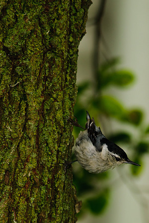 White Breasted Nuthatch;  Larue Ohio