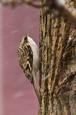 Brown Creeper