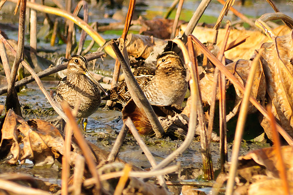 Wilson's Snipe, Killdeer Plains Wildlife Area, Meeker, Ohio