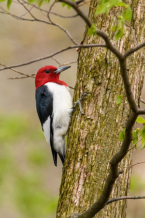 Red-headed Woodpecker