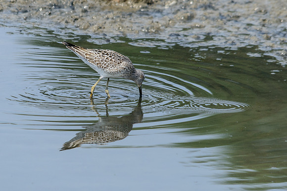 Stilt Sandpiper