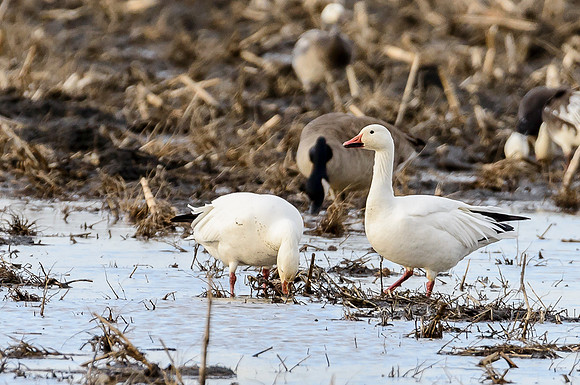 Snow Geese 3