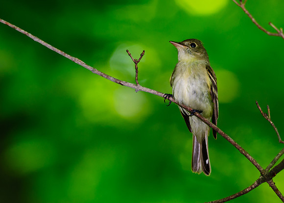 Acadian Flycatcher; Lawrence Woods, Kenton OH