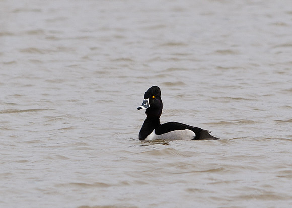 Ring Neck Duck; Big Island Wildlife Area, Marion Ohio