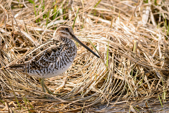 Wilson's Snipe, Killdeer Plains Wildlife Area, Meeker, Ohio