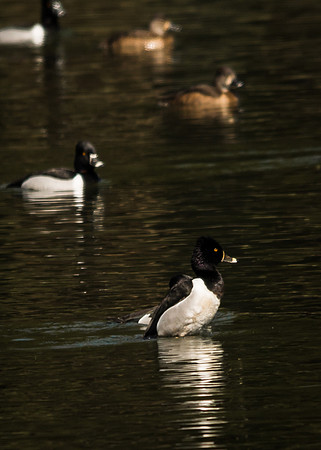 Ring-necked Duck