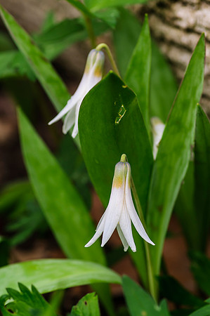 Trout Lilly