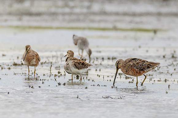Short-billed Dowitcher