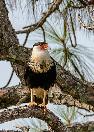Crested Caracara