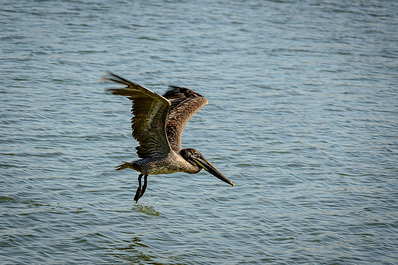 Brown Pelican