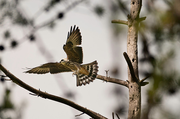 Mississippi Kite
