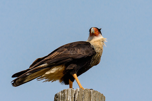 Crested Caracara