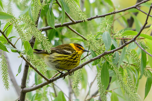 Cape May Warbler