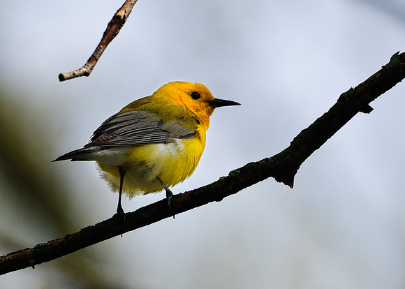 Prothonotary Warbler Big Island Wildlife Area, Marion OH