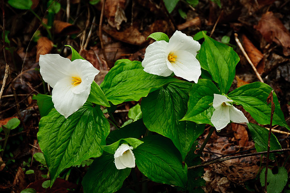 Trillium grandiflorum; Red River Gorge, Slade KY