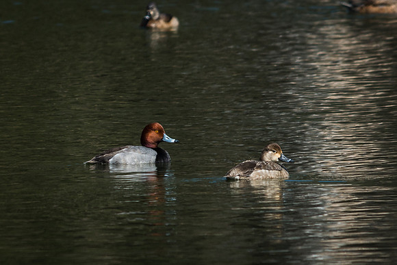 Red-headed Ducks