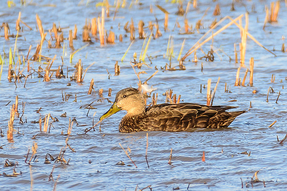 American Black Duck